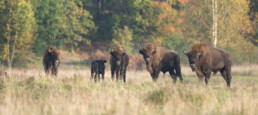 Reintroduction of native Species - European Bison in UK woodland
