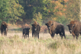 Reintroduction of native Species - European Bison in UK woodland